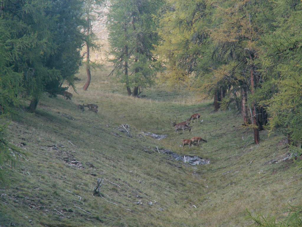 PASSIONE PER IL CERVO